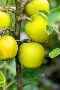 Malus domestica 'Seesterm?her Zitronenapfel' - STD 8-10 CM CONT     - image 5