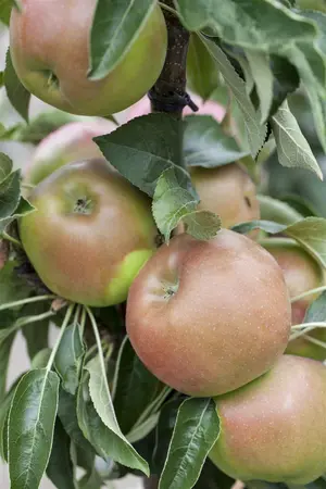 Malus domestica 'Sunlight' - 40-60 CM C2 - image 2