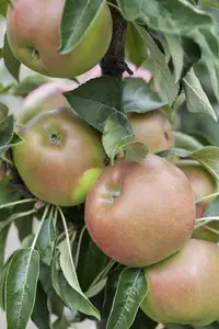 Malus domestica 'Sunlight' - 40-60 CM C2 - image 2