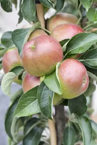 Malus domestica 'Sunlight' - 40-60 CM C2 - image 5