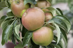 Malus domestica 'Sunlight' - 40-60 CM C2 - image 3