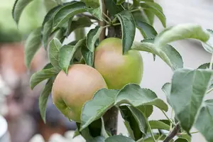 Malus domestica 'Sunlight' - 40-60 CM C2 - image 4