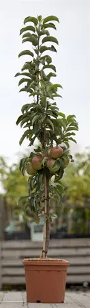 Malus domestica 'Sunlight' - 40-60 CM C2 - image 1