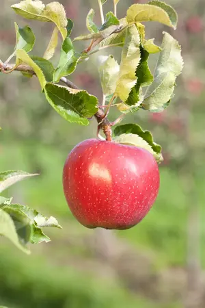 Malus domestica 'Winston' - STDS 6-8 CM