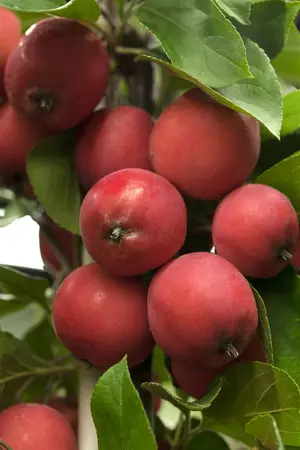 Malus 'Eleyi' - 100-125 CM C7.5 - image 3
