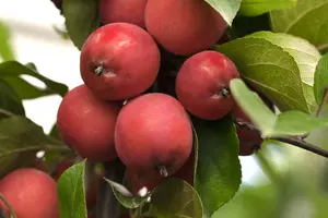 Malus 'Eleyi' - 100-125 CM C7.5 - image 2