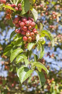 Malus 'Evereste' - 40-60 CM C2 - image 4
