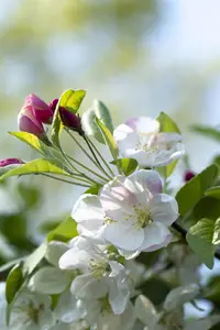 Malus 'Evereste' - 40-60 CM C2 - image 5