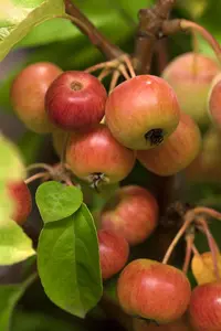 Malus 'Evereste' - P9 - image 2