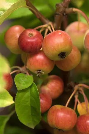 Malus 'Evereste' - 100-125 CM C12 - image 1