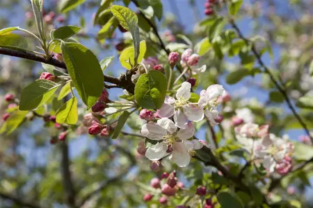 Malus 'Evereste' - 150-175 CM C35 - image 3