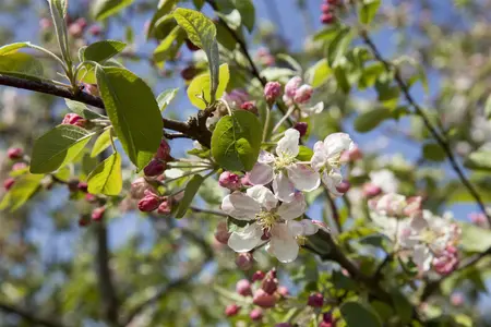 Malus 'Evereste' - MULTISTEM 250-300 CM C90 - image 2