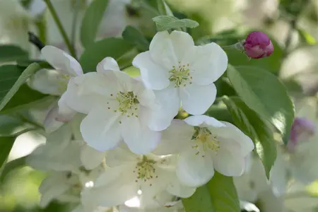 Malus 'Evereste' - MULTISTEM 250-300 CM C90 - image 5