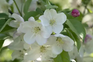 Malus 'Evereste' - MULTISTEM 250-300 CM C90 - image 5