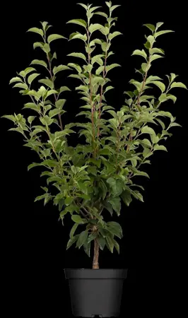 MALUS EVERESTE 10L - image 1
