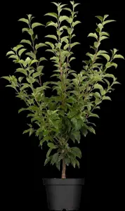 MALUS EVERESTE