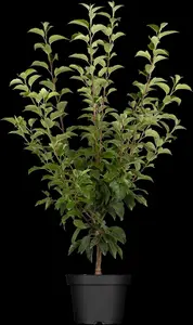 Malus 'Evereste'