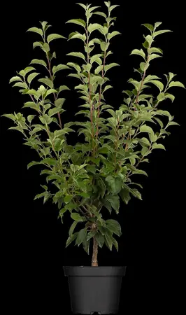 Malus 'Evereste' - STDS 6-8 CM RB - image 1
