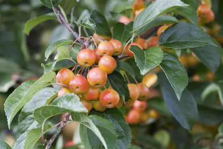 Malus 'Flamingo' - 175-200 CM FTH WHIP C15 - image 5