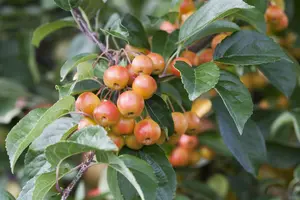 Malus 'Flamingo' - 175-200 CM FTH WHIP C15 - image 5