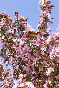 Malus floribunda - 150 CM STEM C12 - image 4