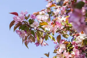 Malus floribunda - 150 CM STEM C12 - image 2