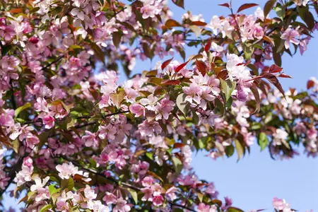 Malus floribunda - STDS 14-16 CM RB - image 3