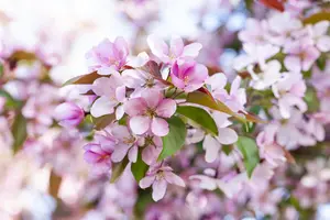 Malus floribunda - 150 CM STEM C12 - image 5