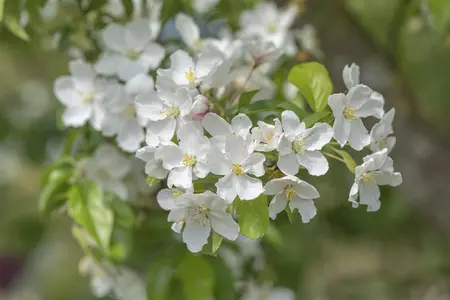 Malus 'Fontana' - STEM 180 CM, GIRTH 8-10 CM C20