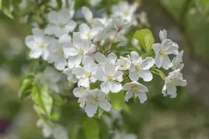 Malus 'Fontana' - STEM 180 CM, GIRTH 8-10 CM C20