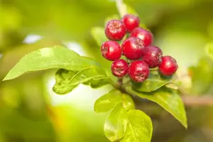 MALUS GOLDEN GEM 12L - image 2