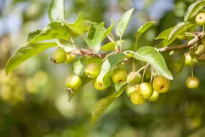 MALUS GOLDEN GEM 12L - image 3