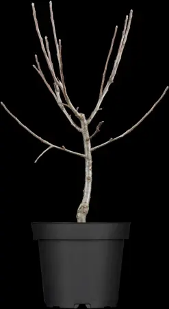 MALUS GOLDEN GEM 12L - image 1