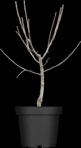 MALUS GOLDEN GEM