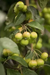 MALUS GOLDEN HORNET