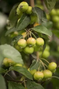 Malus 'Golden Hornet'