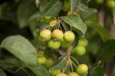 Malus 'Golden Hornet' - 50-60 CM C10 - image 2