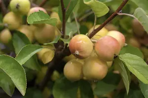 Malus 'Golden Hornet' - STDS 12-14 CM CONT - image 3