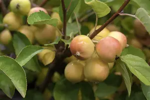 Malus 'Golden Hornet' - MULTISTEM 100-125 CM RB - image 3
