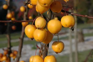 Malus 'Golden Hornet' - STDS 12-14 CM RB - image 4