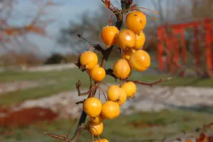 Malus 'Golden Hornet' - STDS 12-14 CM CONT - image 5