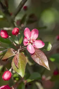 Malus 'Greenstar'