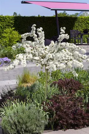 Malus 'Harry Baker' - 125-150 CM C2 WHIP