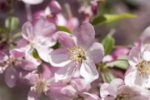 Malus 'Hillieri'