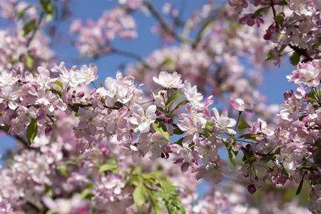 Malus 'Hillieri' - STD 14-16 CM CONT - image 2