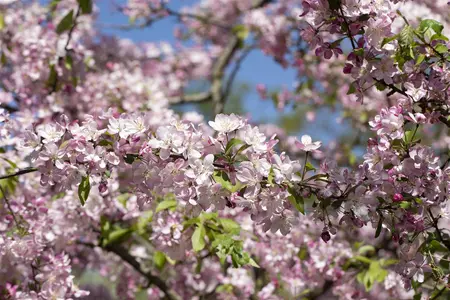 Malus 'Hillieri' - STD 14-16 CM CONT - image 3