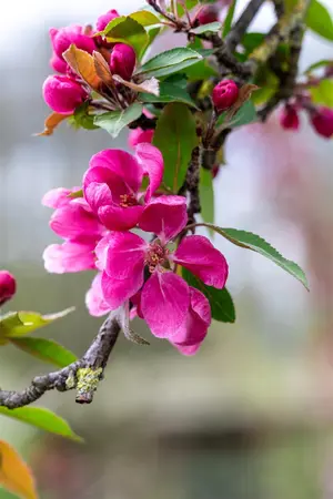 Malus 'Hopa' - STDS 14-16 CM RB - image 4