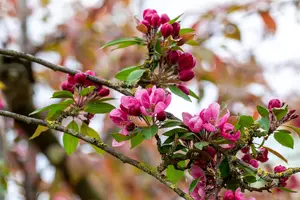 Malus 'Hopa' - STDS 12-14 CM CONT - image 5