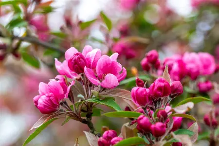 Malus 'Hopa' - STDS 14-16 CM RB - image 1