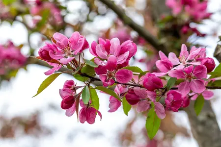 Malus 'Hopa' - STDS 14-16 CM RB - image 2